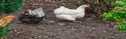 Ducks poultry for sale: White Orpington Hen - Advert 1