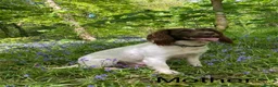 English Springer Spaniel dogs for sale: KC English Springer Spaniels in Merthyr Tydfil - Advert 8