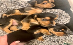 Mixed Breed dogs for sale: Miniature Dacshund/Miniature Yorkie ❤️❤️❤️ - Image 9