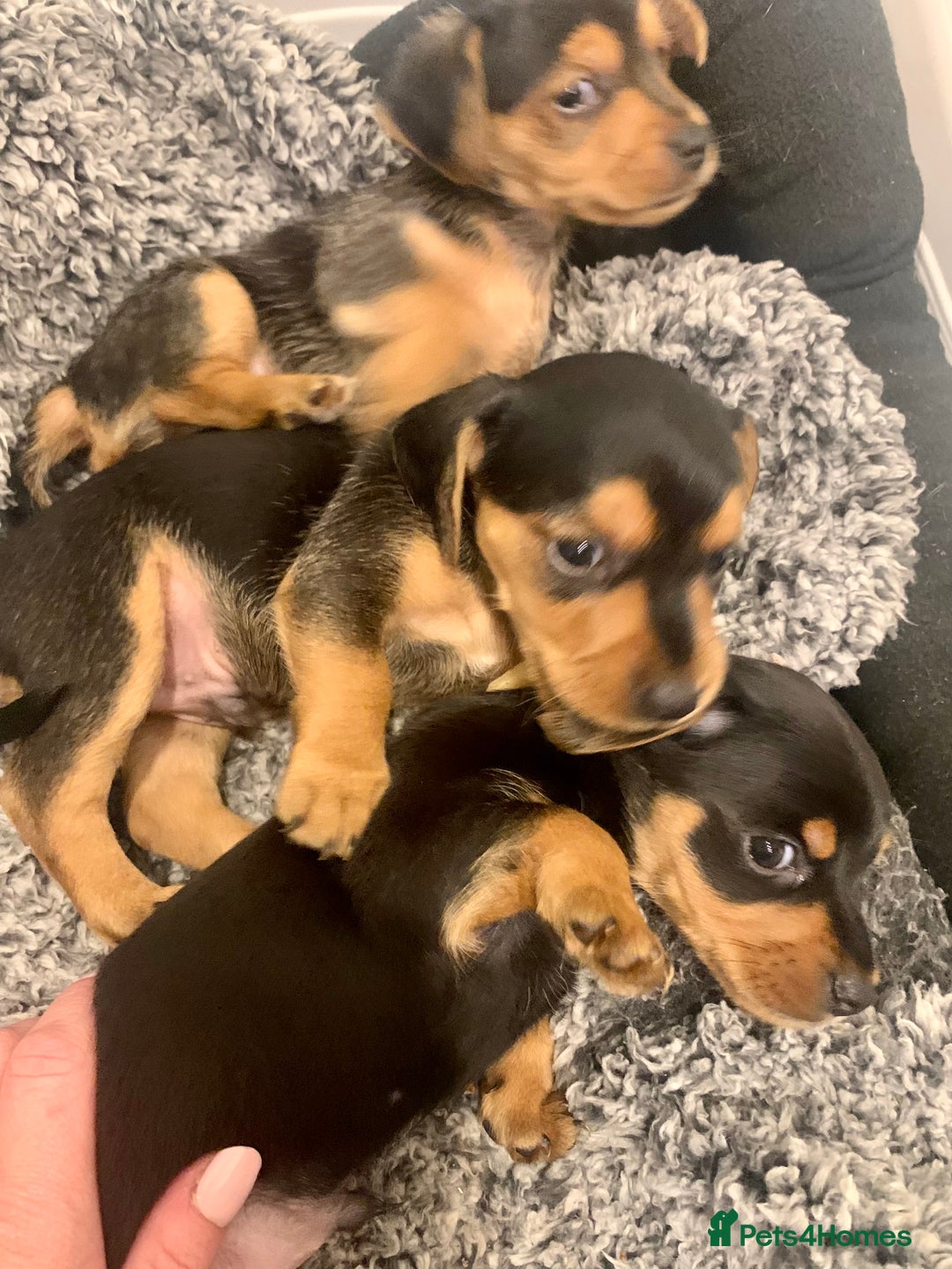 Mixed Breed dogs for sale: Miniature Dacshund/Miniature Yorkie ❤️❤️❤️ - Image 9