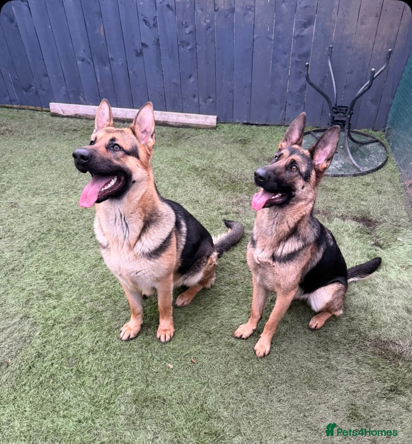 German Shepherd dogs German shepherds  - Advert 1