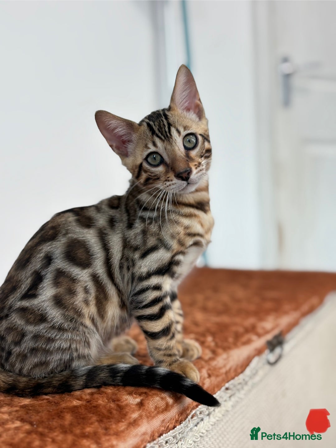 Bengal cats for sale: Ready for homes 3 stunning TICA reg Bengal boys - Image 23