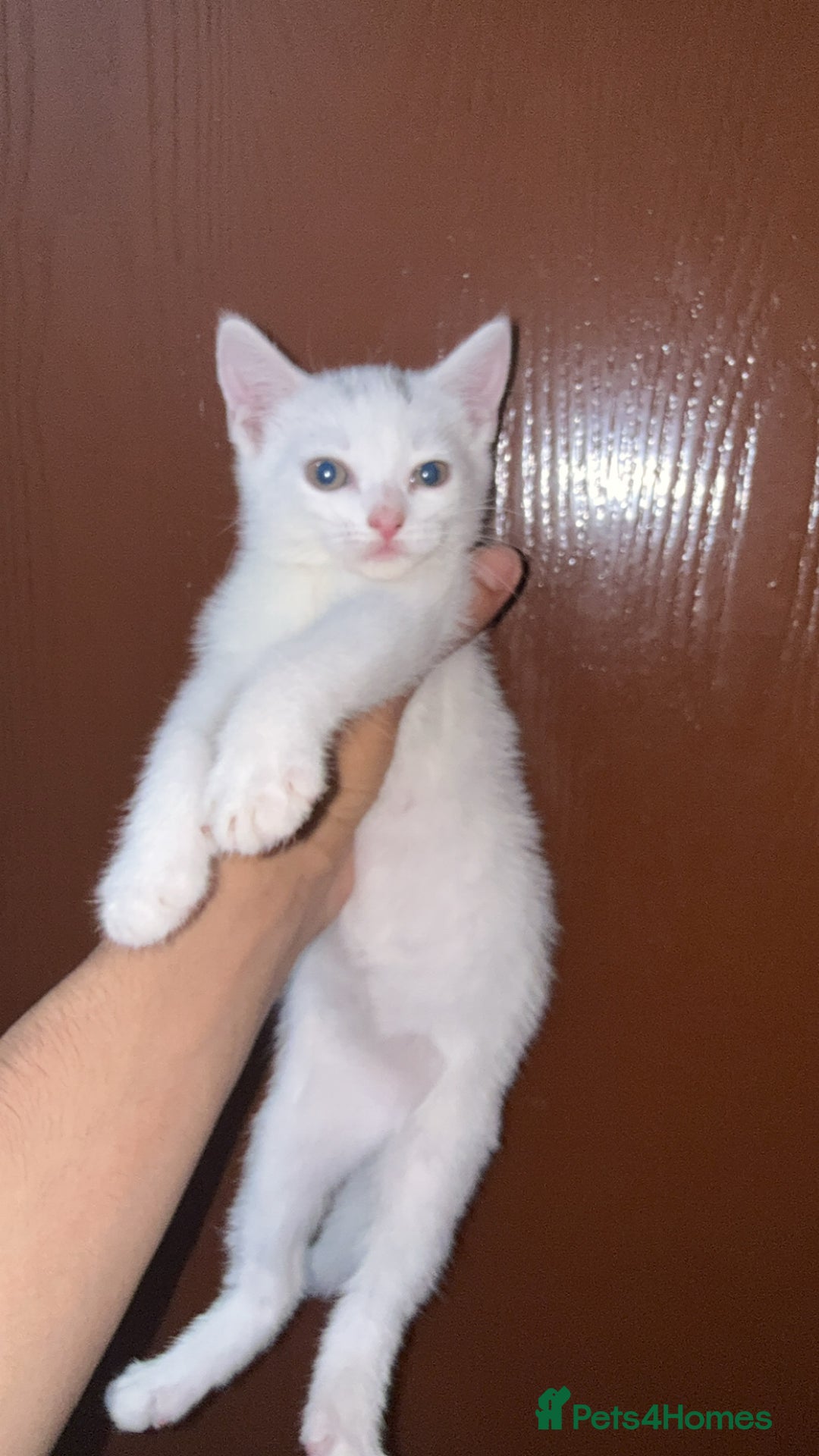 Mixed Breed cats for sale: Tabby Turkish angora - Image 6