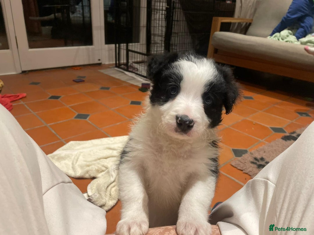 Border Collie dogs for sale: 🏡 Smart, Sweet Border Collie Pups Await You!" - Image 35
