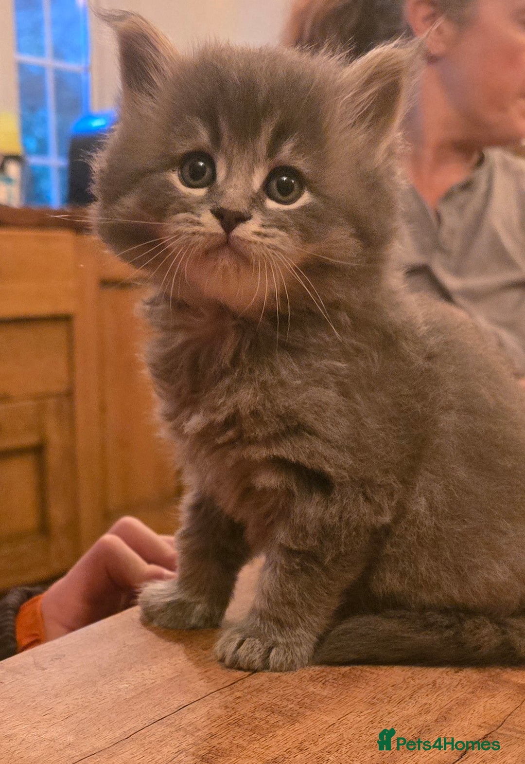 Maine Coon cats for sale: Maine Coon x British Shorthair kittens - Advert 1