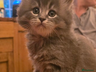 Maine Coon cats Maine Coon x British Shorthair kittens - Advert 1