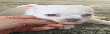 Chihuahua 3