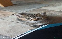British Shorthair cats for sale: Beautiful tabby kittens - Image 10