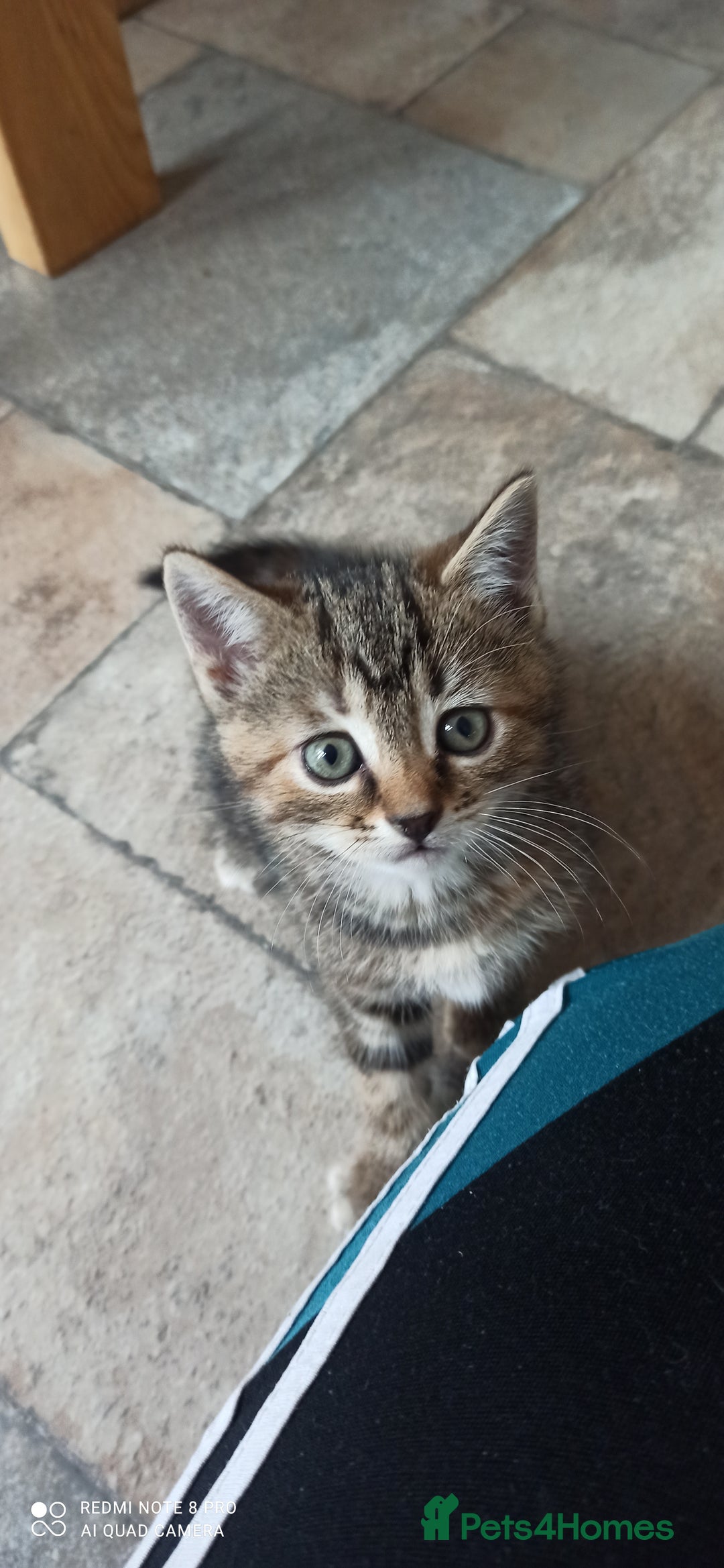 British Shorthair cats for sale: Beautiful tabby kittens - Image 10