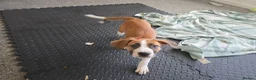 Mixed Breed dogs for sale: Ridgeback/American terrier/ english bulldog mix  in Coventry - Advert 9