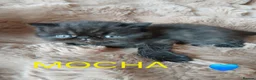 Exotic cats for sale:  Pedigree GCCF Registered Persian Exotic's  - Advert 8