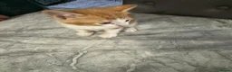 Mixed Breed cats for sale: Kittens (litter of 5) looking for a loving home in Dagenham - Advert 6