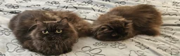 British Longhair cats for sale: 2 gorgeous chocolate British longhair girls - Advert 9