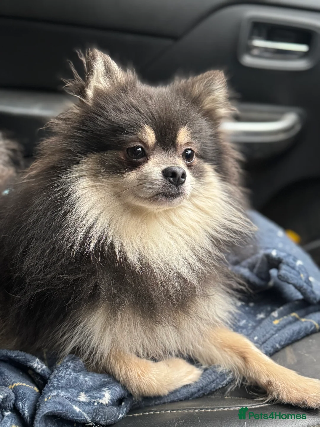 Pomeranian dogs for sale: Lovely KC Reg Pomeranian for sale - Advert 1