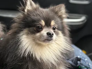 Pomeranian dogs Lovely KC Reg Pomeranian for sale - Advert 3