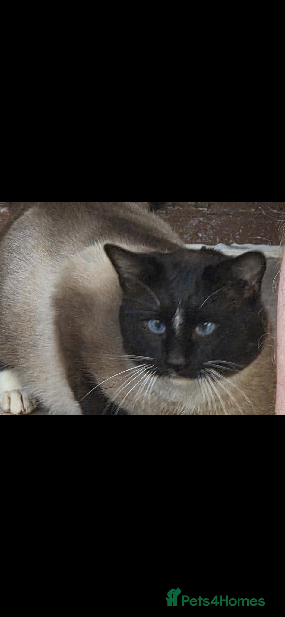 Snowshoe cats Retired Snowshoe Stud seeks forever home - Advert 6