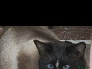 Snowshoe cats Retired Snowshoe Stud seeks forever home - Advert 11