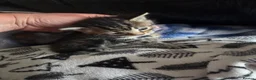 Mixed Breed cats for sale: Kittens are looking for their homes - Advert 10