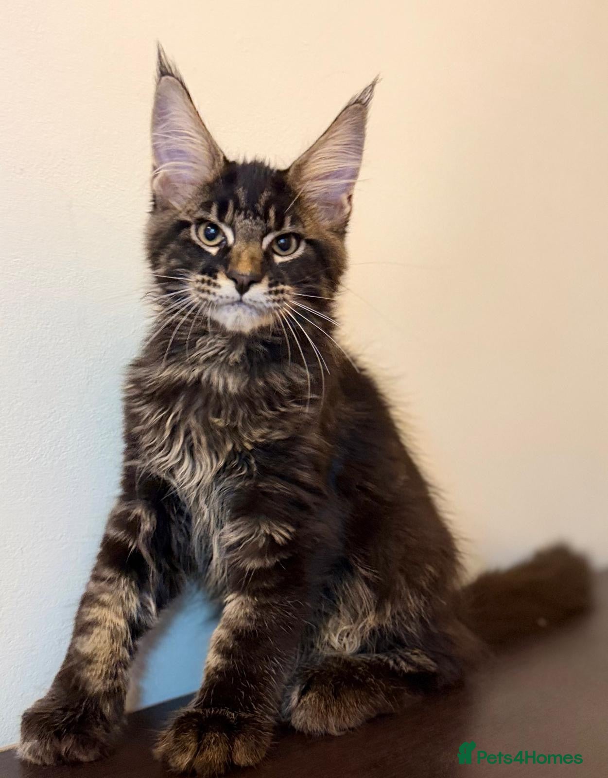 Maine Coon cats Ready for home pure bred maine coon kittens - Advert 11