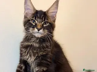 Maine Coon cats Ready for home pure bred maine coon kittens - Advert 11