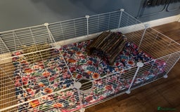 Guinea Pig rodents for sale: Quartzite / Graphite - Image 4