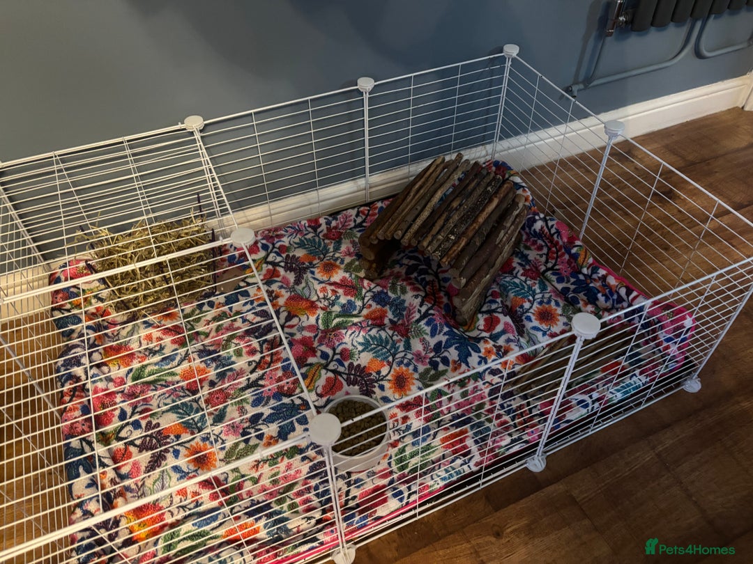 Guinea Pig rodents for sale: Quartzite / Graphite - Image 4