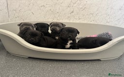 Staffordshire Bull Terrier dogs for sale: Quality black stafford males in Carlisle - Image 3