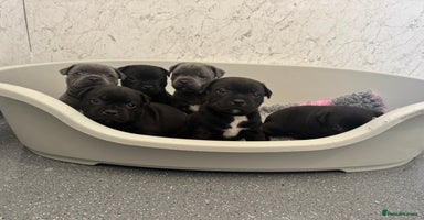 Staffordshire Bull Terrier dogs in Carlisle - Advert 9