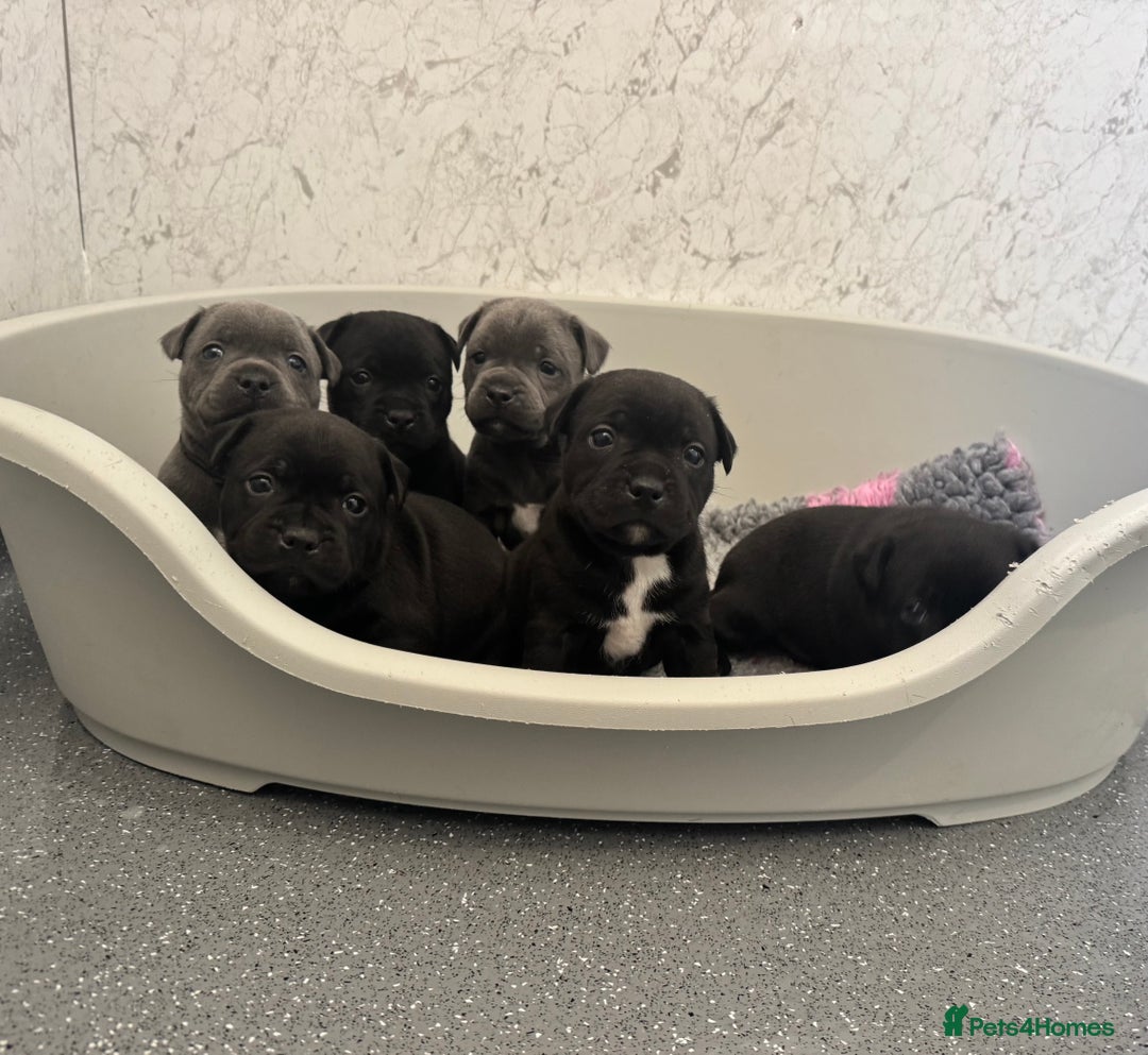 Staffordshire Bull Terrier dogs for sale: Quality black stafford males in Carlisle - Image 3