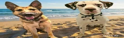 Mixed Breed dogs for sale: Beautiful Belgian mali and Dalmatian puppies - Advert 3