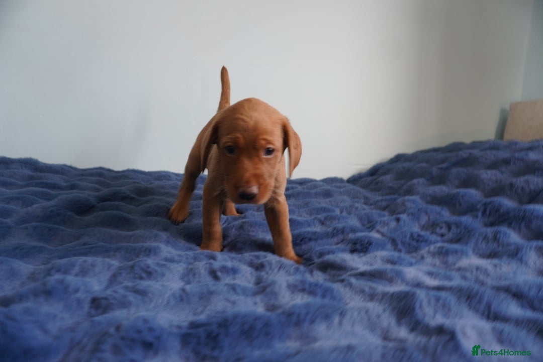 Labrador Retriever dogs for sale: Stunning KC Fox Red & Yellow Labrador Puppies - Advert 7