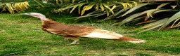 Turkeys poultry for sale: Turkey Chicks Available, pure colours - Advert 4