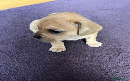 Mixed Breed dogs for sale: French wieners - Image 15