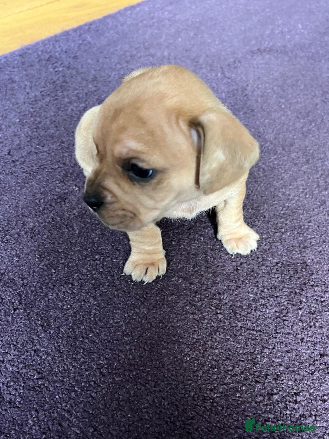 Mixed Breed dogs for sale: French wieners - Image 15