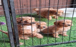 Cavapoo dogs for sale: Adorable F1 Cavapoo puppies  - Advert 4