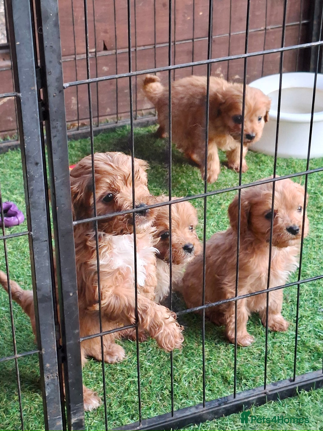Cavapoo dogs for sale: Adorable F1 Cavapoo puppies  - Advert 4
