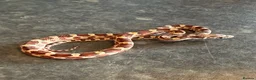 Corn Snake reptiles for sale: Corn snakes WOW AMAZING  - Advert 21