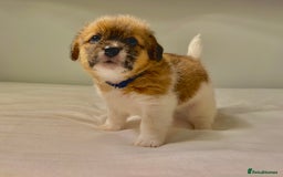 Mixed Breed dogs for sale: Stunning Jack tzu puppies. Jack Russell x Shih Tzu - Image 8