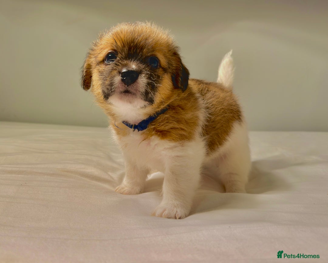 Mixed Breed dogs for sale: Stunning Jack tzu puppies. Jack Russell x Shih Tzu - Image 8