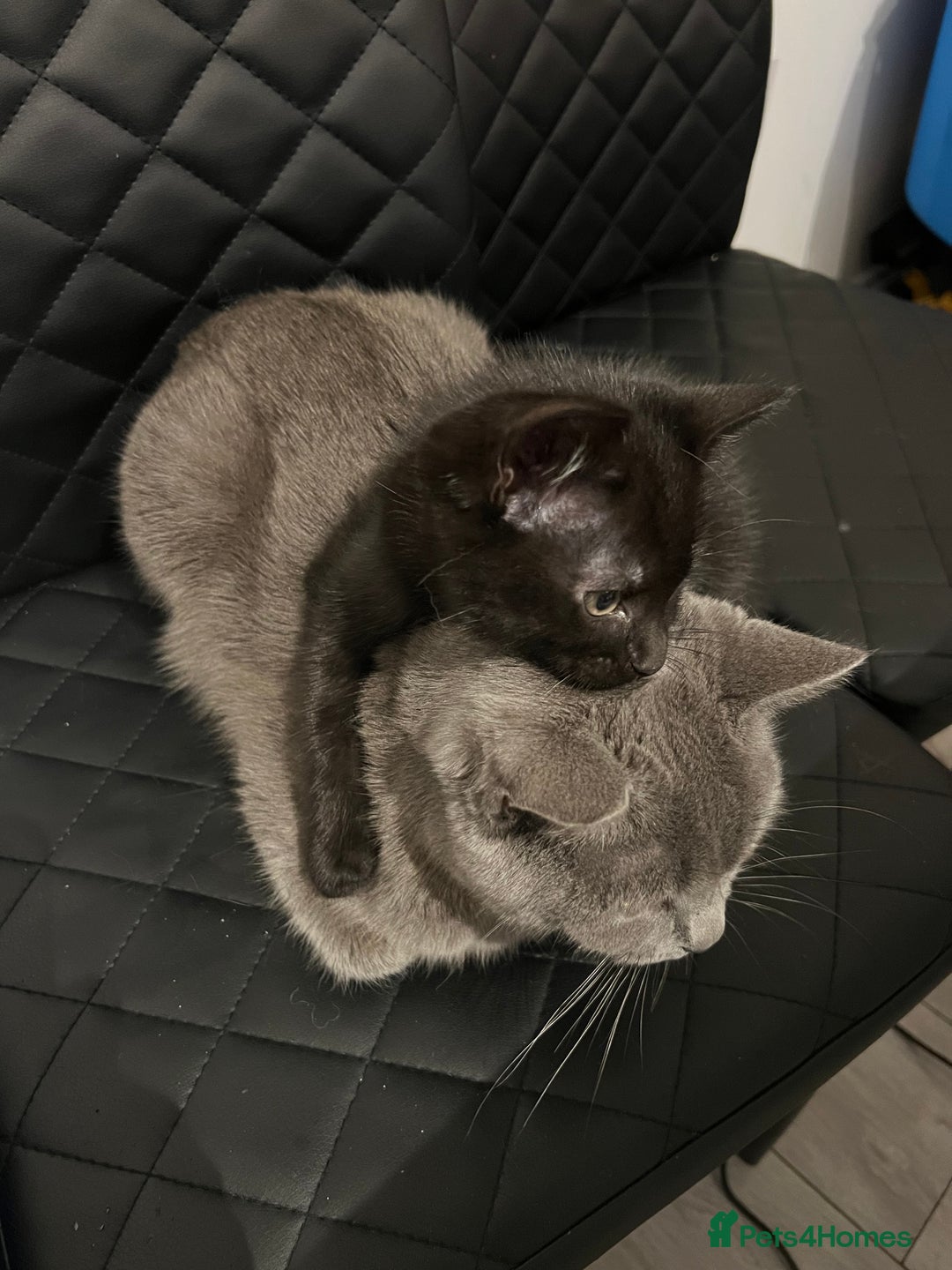 Mixed Breed cats for sale: Male Kitten Ready For A New Home! - Advert 5