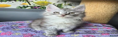 Maine Coon 1 Bounty 