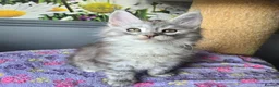 Maine Coon cats for sale: Stunning TICA Maine Coon kittens - Advert 29