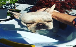 French Bulldog dogs for sale: Female Frenchie needing new home - Image 6