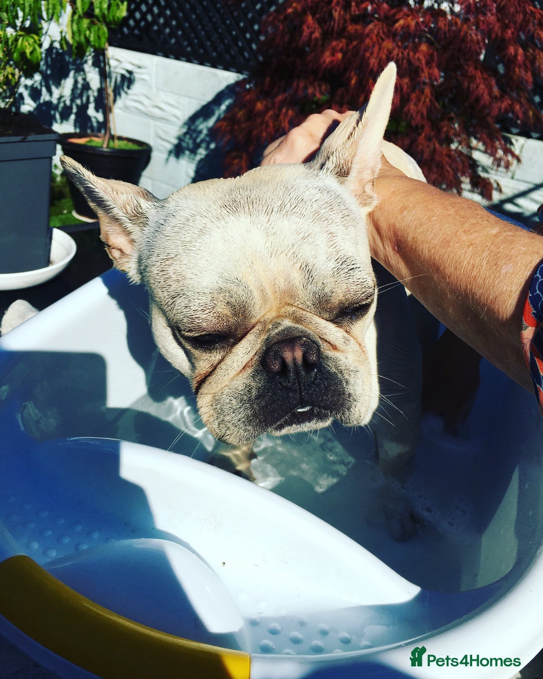 French Bulldog dogs for sale: Female Frenchie needing new home - Image 6
