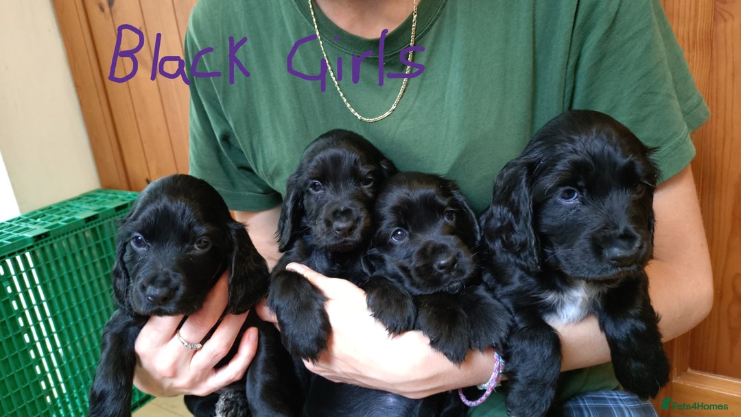 Cocker Spaniel dogs for sale: KC reg show cocker spaniel puppies - Image 4