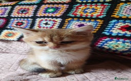 British Shorthair cats for sale: British Short Hair BSH kittens - Image 4