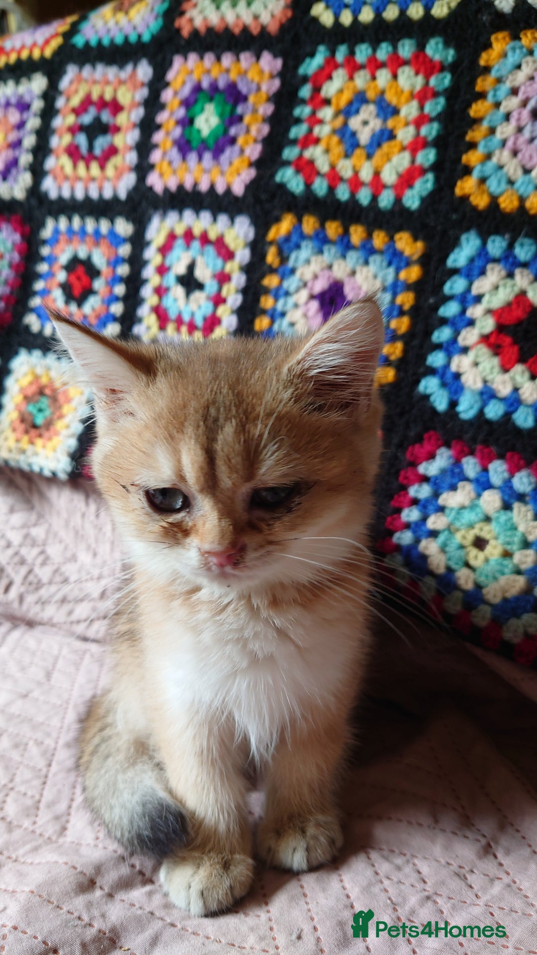 British Shorthair cats for sale: British Short Hair BSH kittens - Image 4