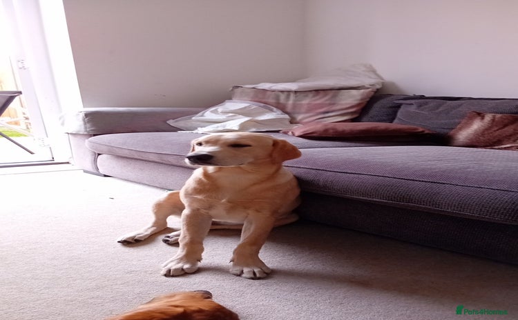 Labrador Retriever dogs - Advert 9