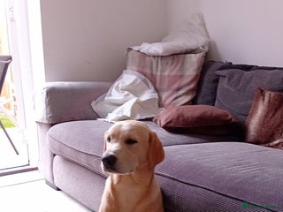 Labrador Retriever dogs - Advert 36