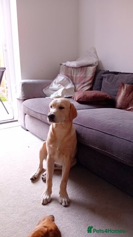 Labrador Retriever dogs - Advert 18